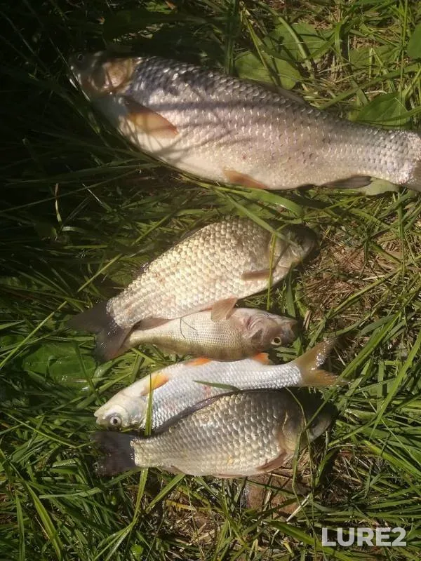 Crucian carp, Perch — Orlovskaya oblast, Jun 08, 2019