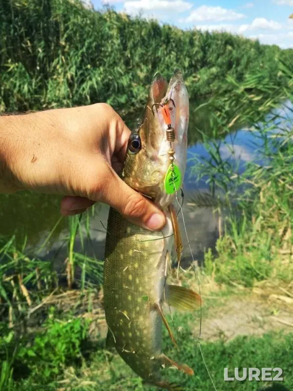 Perch, Pike — Mіus / Mius, Aug 29, 2019