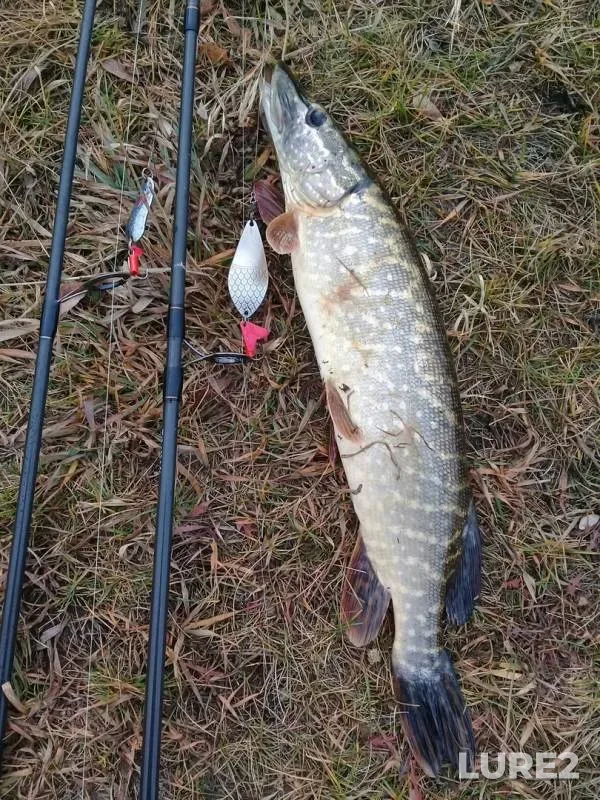 Pike — Zhayyқ - Ural, Oct 25, 2019