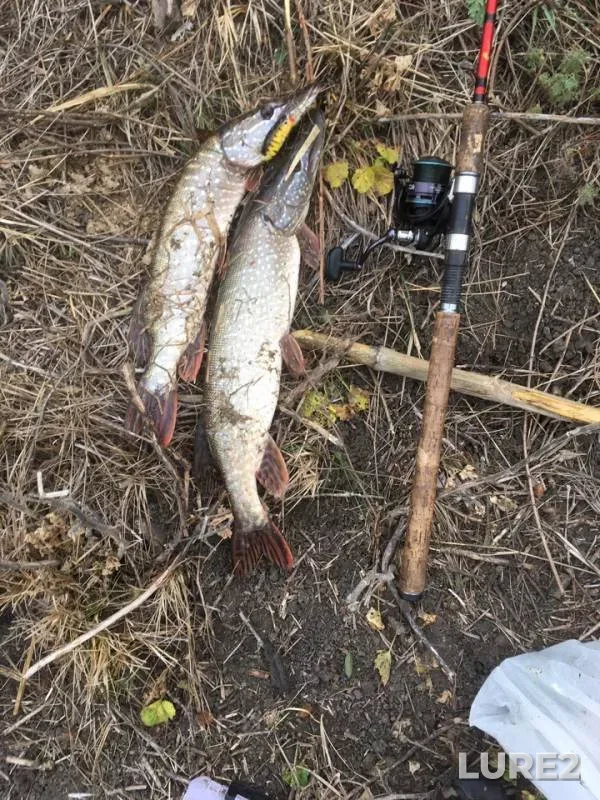 Pike — Tuzlov, Nov 11, 2019