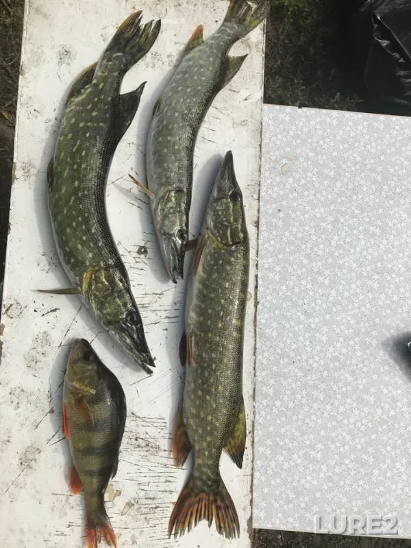 Perch, Pike — Belgorodskaya oblast, Jul 04, 2018