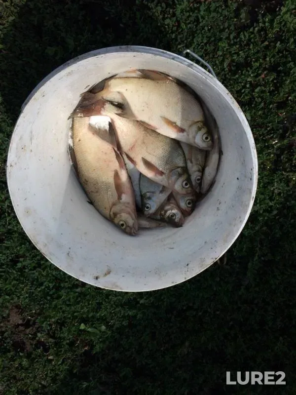 Bream — Kondurcha, Jul 23, 2018