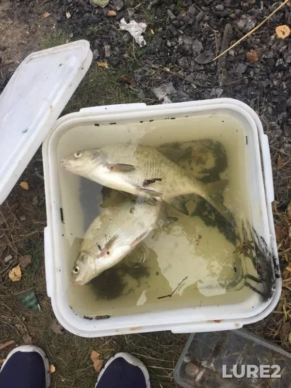 Bream — Pyalovskoye, Aug 20, 2018
