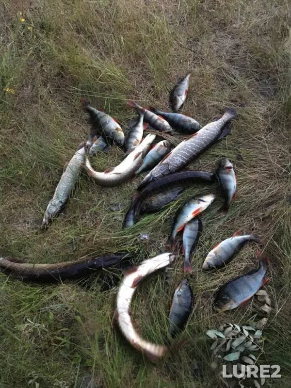 Perch, Pike — Bystryy Kulyegan, Aug 25, 2018