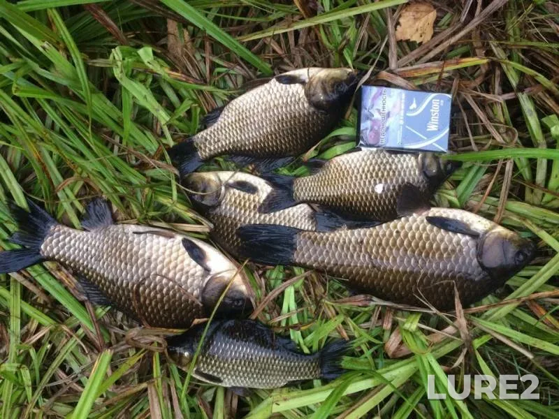 Crucian carp — Maglusha, Sep 22, 2018