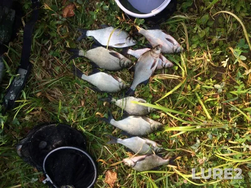 Bream — Istra, Sep 22, 2018