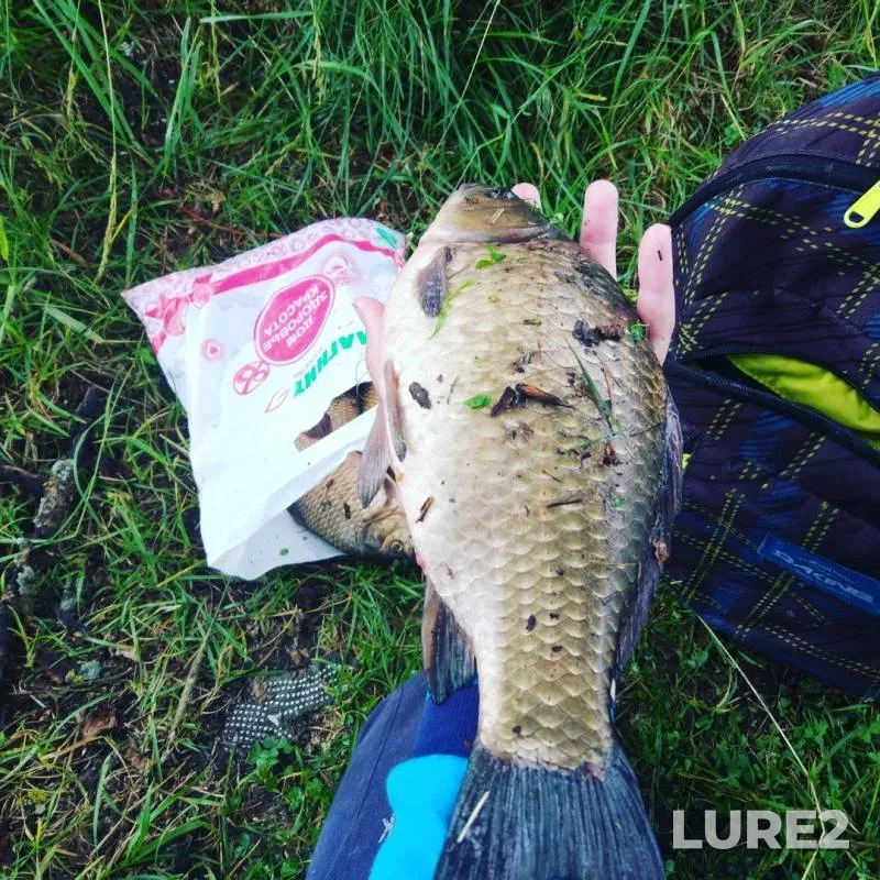 Crucian carp — Baraniy Rog, Jul 24, 2018