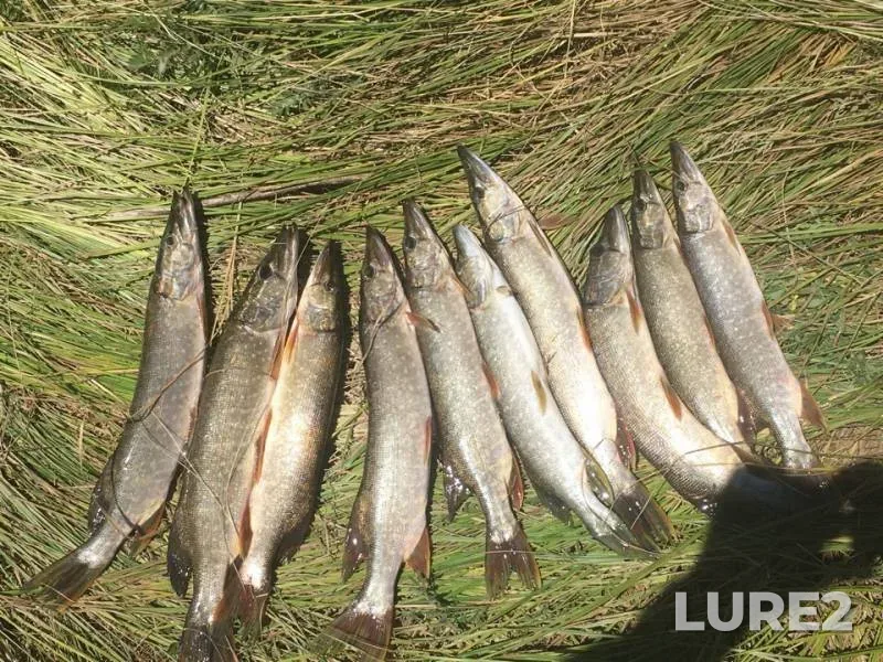Pike — Kamennoye, Jul 24, 2018