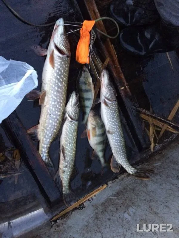 Perch, Pike — Kagalnik, Nov 04, 2018