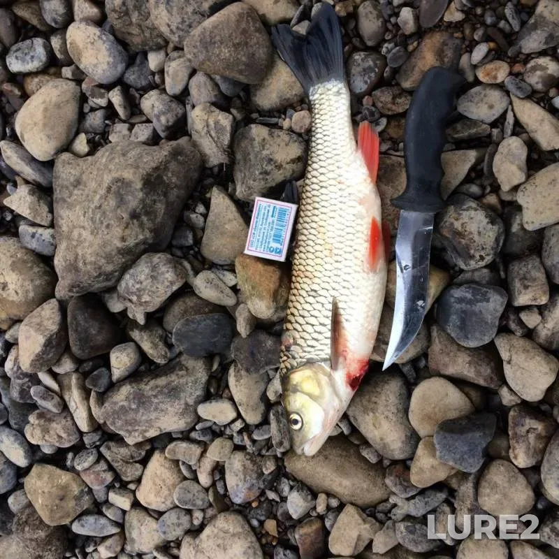 Chub — Chusovaya, Nov 08, 2018