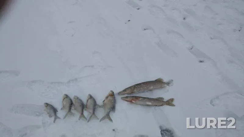 Bream, Pike — Moskva, Dec 02, 2018