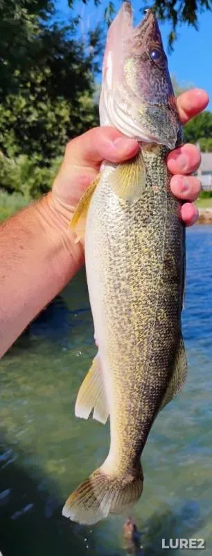 Walleye — Belle River, Apr 12, 2018