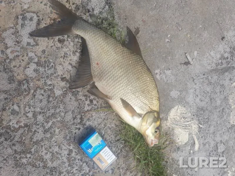 Bream — Lybed, Jul 22, 2018