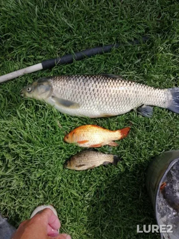 Crucian carp — Rostovskaya oblast, Jul 13, 2019