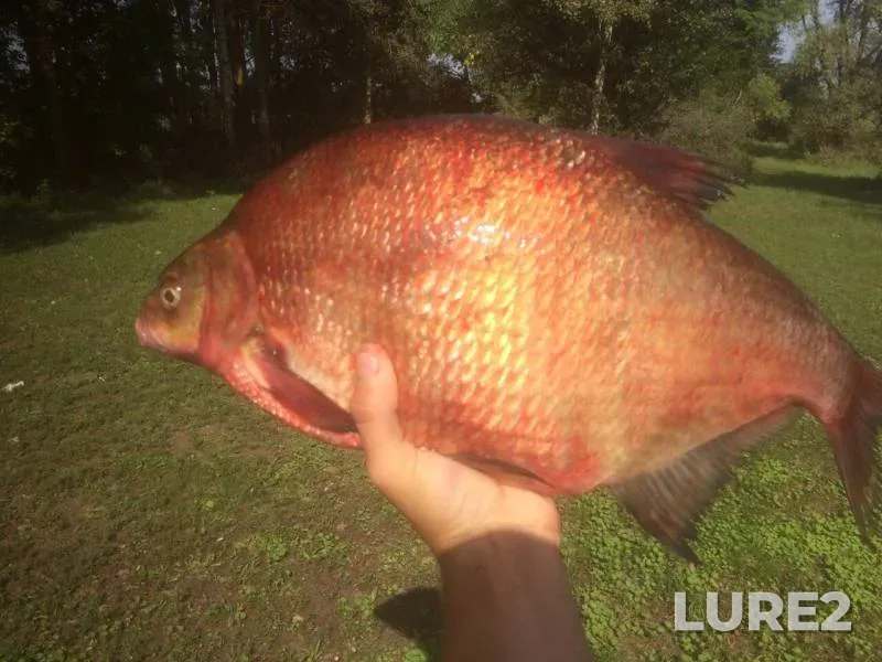 Bream — Dnepr, Aug 21, 2019