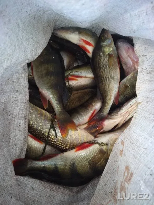 Perch, Pike — Leningradskaya oblast, Volkhovskiy rayon, Aug 28, 2018