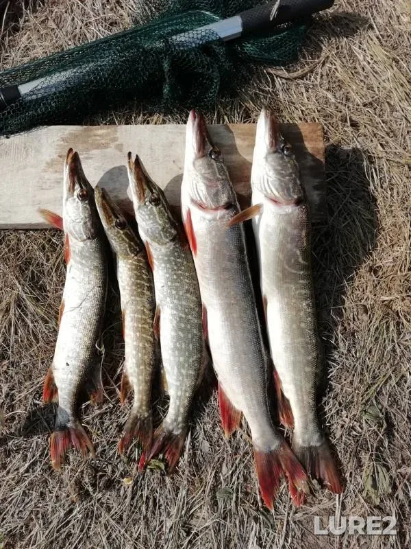 Pike — Zhayyқ - Ural, Sep 04, 2018