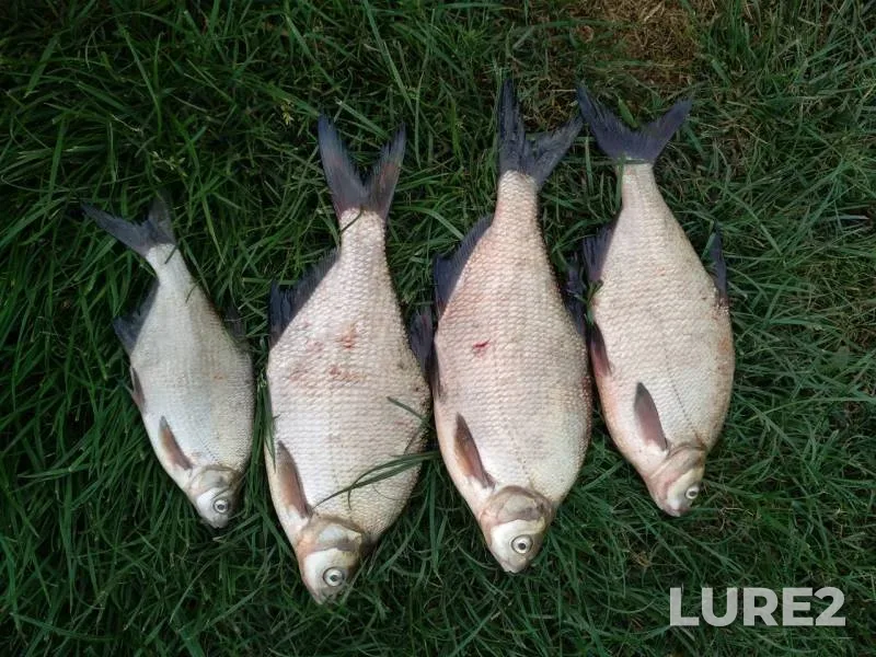 Bream — Oka, Sep 01, 2018