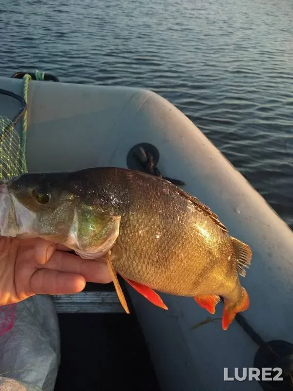 Perch — Leningradskaya oblast, Lodeynopolskiy rayon, Sep 01, 2018