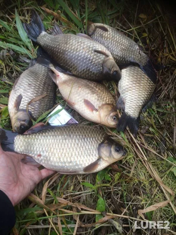 Crucian carp — protoka Tukhlaya, Sep 23, 2018