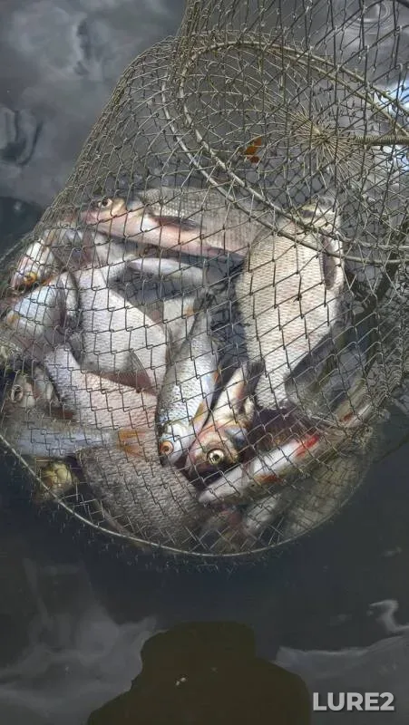 Bream, Roach — Uvelka, Sep 25, 2018