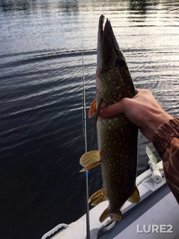 Pike — Kaliningradskaya oblast, Sep 30, 2018