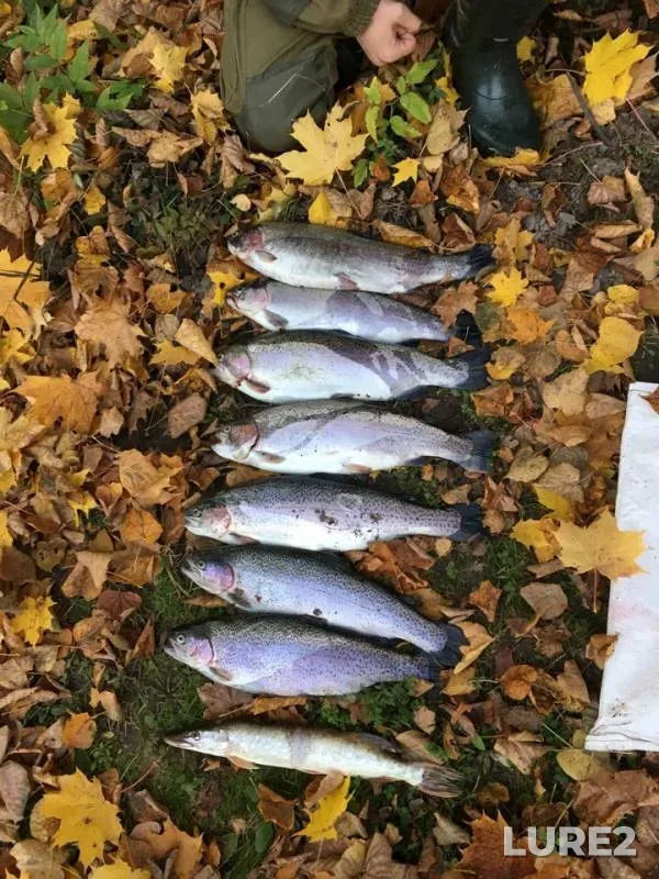Pike — Ichka, Oct 13, 2018