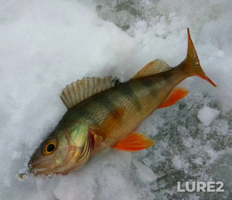 Perch — Poznyaki, Jan 31, 2017