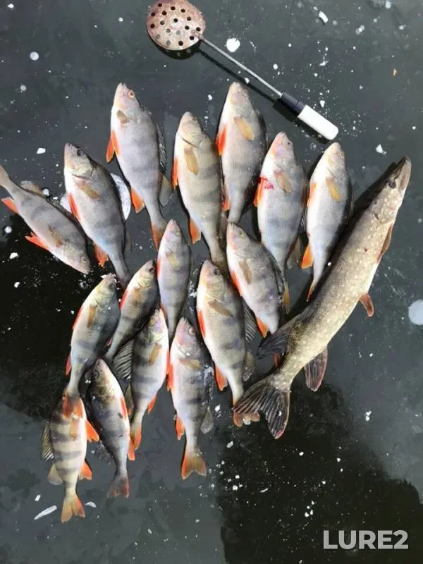 Perch, Pike — Respublika Mordoviya, Nov 19, 2018