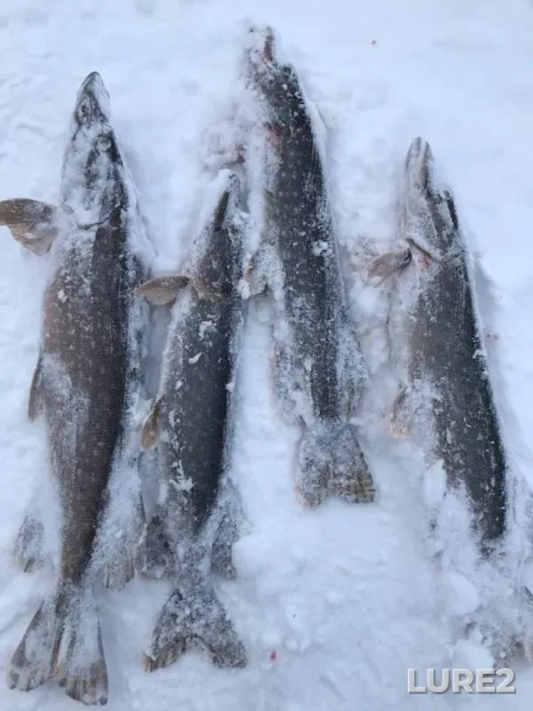 Pike — Sura, Nov 25, 2018