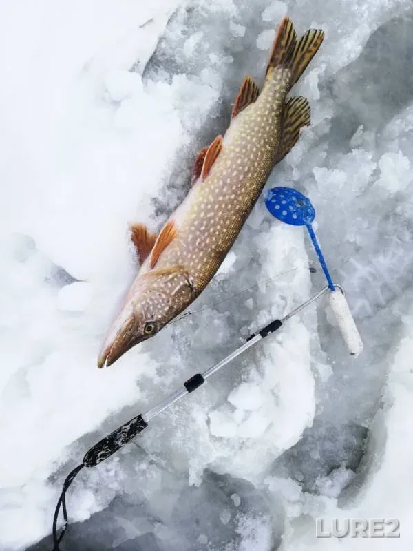 Pike — Kuybyshevskoye, Jan 08, 2019