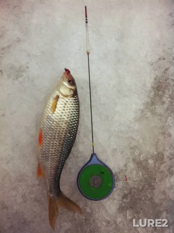 Roach — Barvinka, Jan 30, 2017