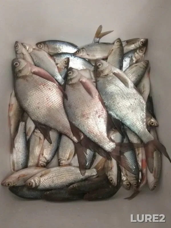 Bream, Roach — Surtandy, Feb 04, 2019