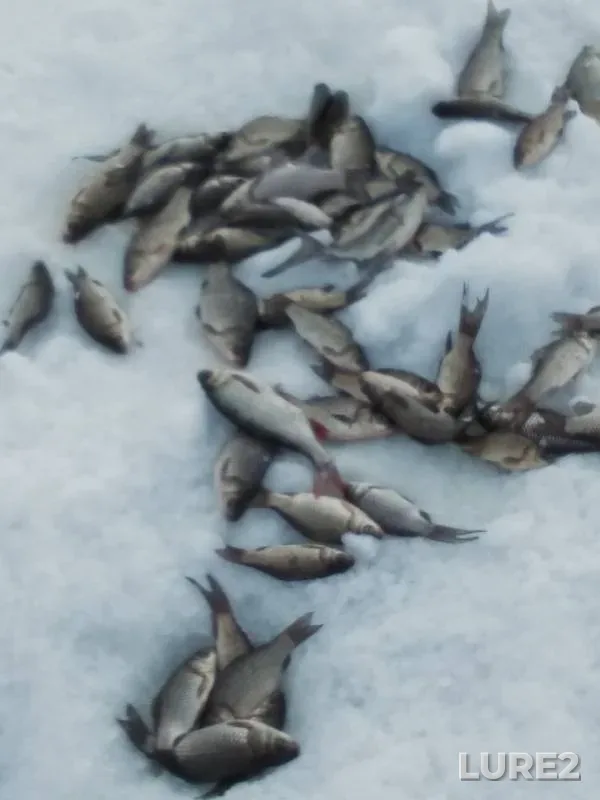 Crucian carp, Roach — Voronezhskaya oblast, Mar 02, 2019
