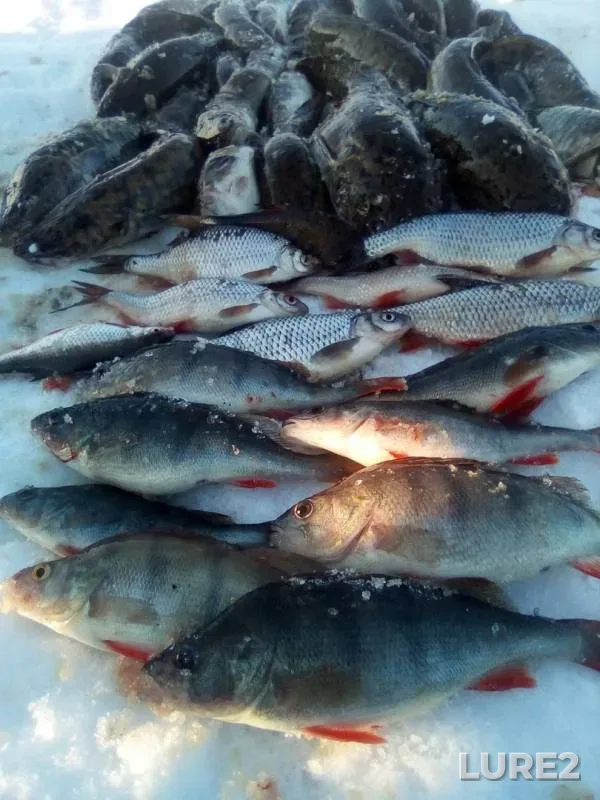 Burbot, Perch — Pozhva, Mar 25, 2019