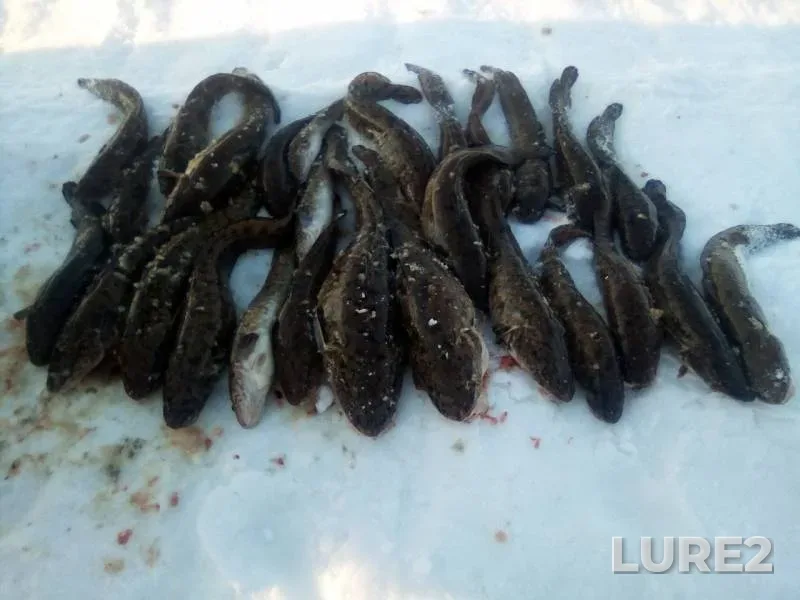 Burbot — Pozhva, Mar 25, 2019
