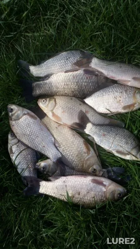 Crucian carp — Kirpili, Apr 21, 2019