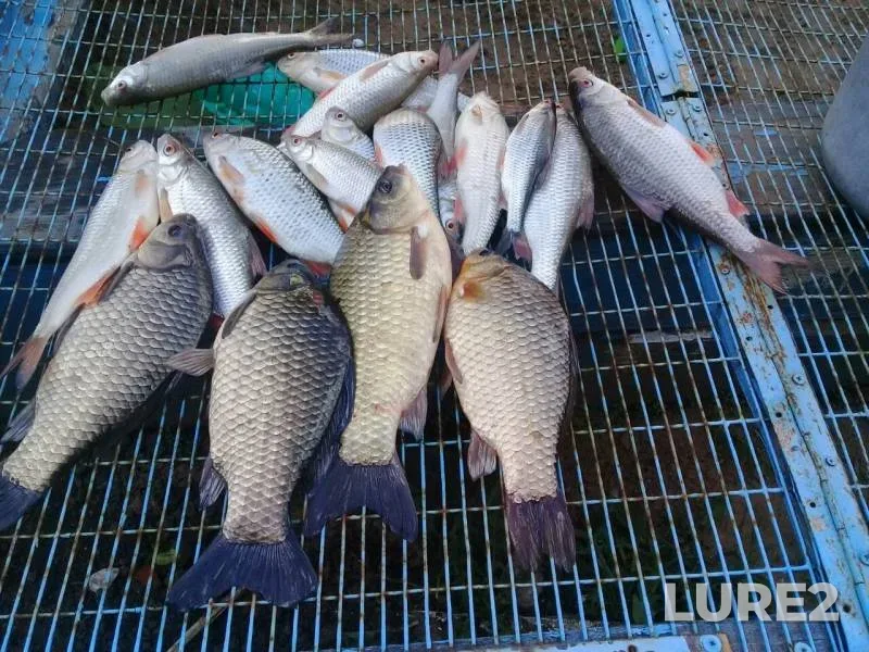 Crucian carp, Roach — Imza, May 14, 2019