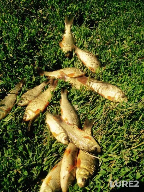 Crucian carp — Novosibirskaya oblast, Jul 01, 2017