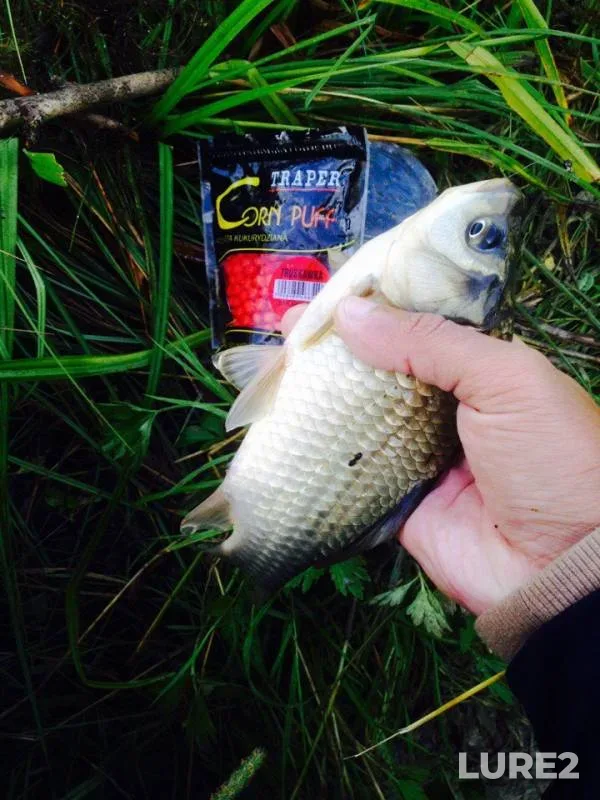 Crucian carp — Novosibirskaya oblast, Jul 20, 2017