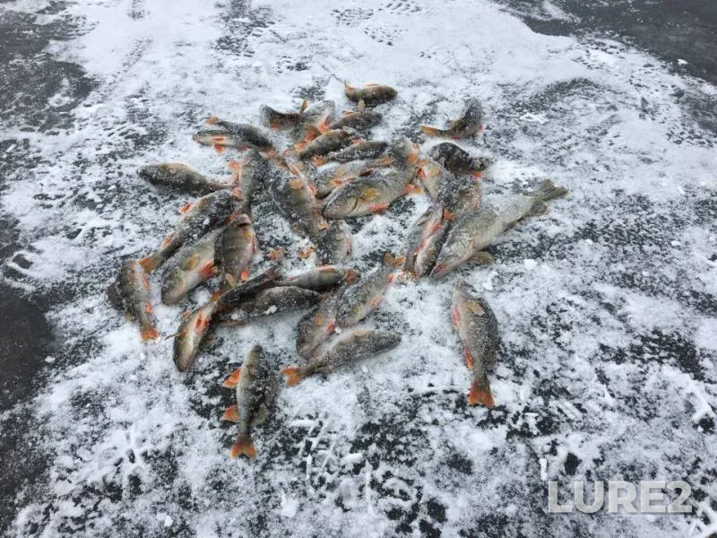 Perch, Pike — Ilovlya, Dec 09, 2017