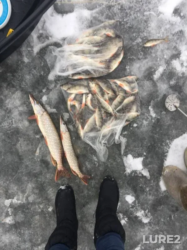 Perch, Pike — Oka, Dec 10, 2017