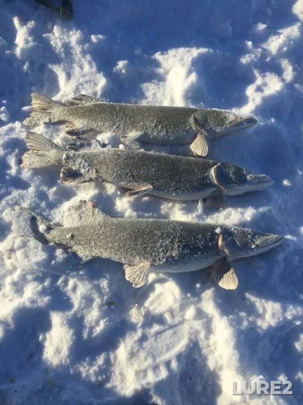 Pike — Sultankeldy, Jan 04, 2018