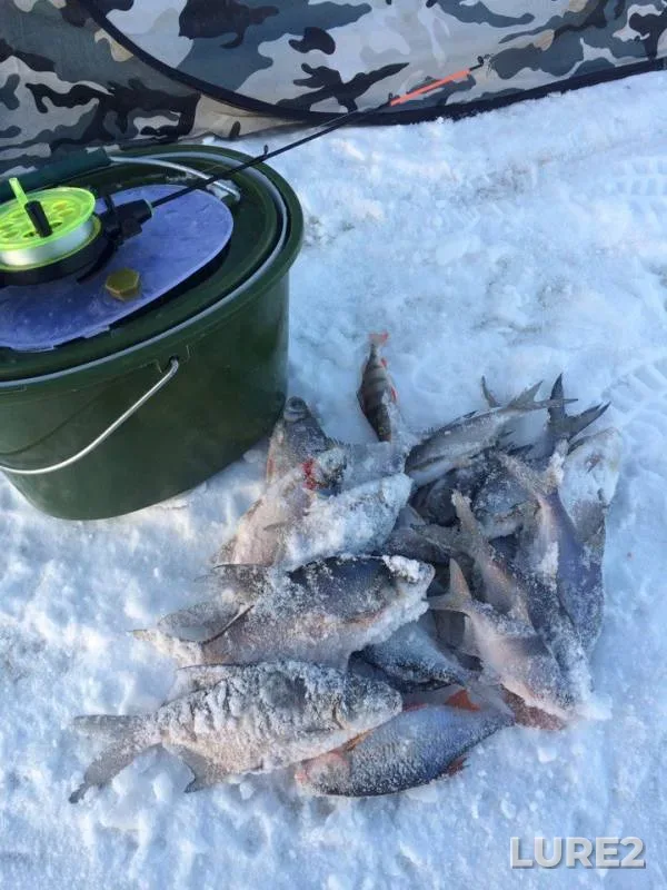 Bream, Perch — Desna, Feb 08, 2018