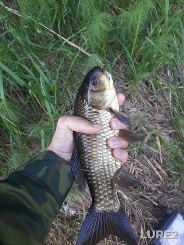 Crucian carp — Nara, Jun 17, 2018