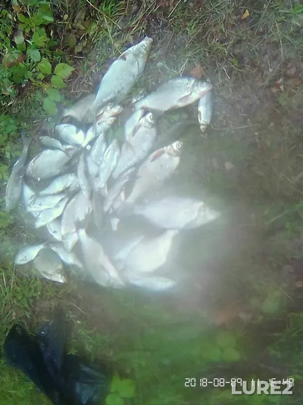 Bream, Roach — Chernoistochinskiy, Mar 27, 2019