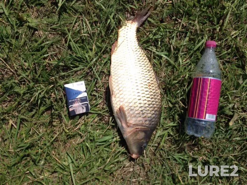 Crucian carp — Penzenskaya oblast, Mar 28, 2019