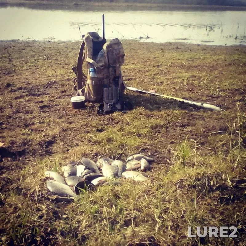 Crucian carp — Malyy Volkhovets, Apr 26, 2019