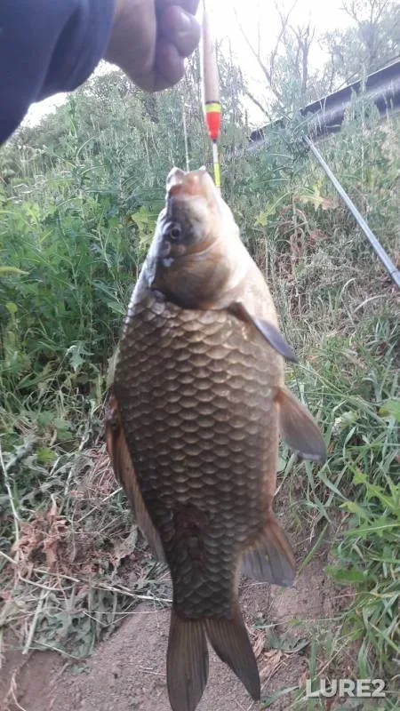 Crucian carp — Chyornaya Kalitva, Apr 19, 2019