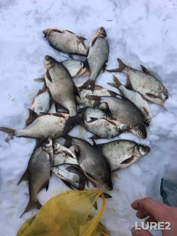 Bream, Perch — Ternopolskiy, Jan 14, 2017